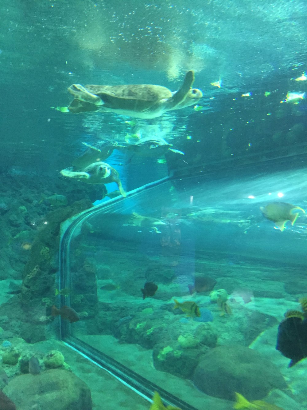 a sea turtle swimming in a large aquarium
