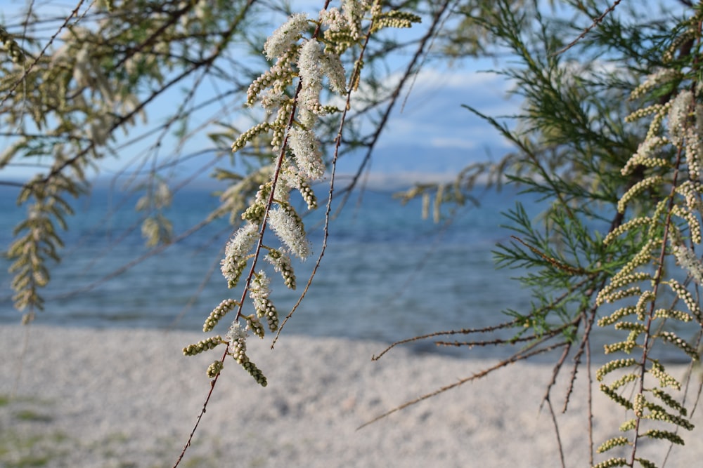 a close up of a tree branch with water in the background