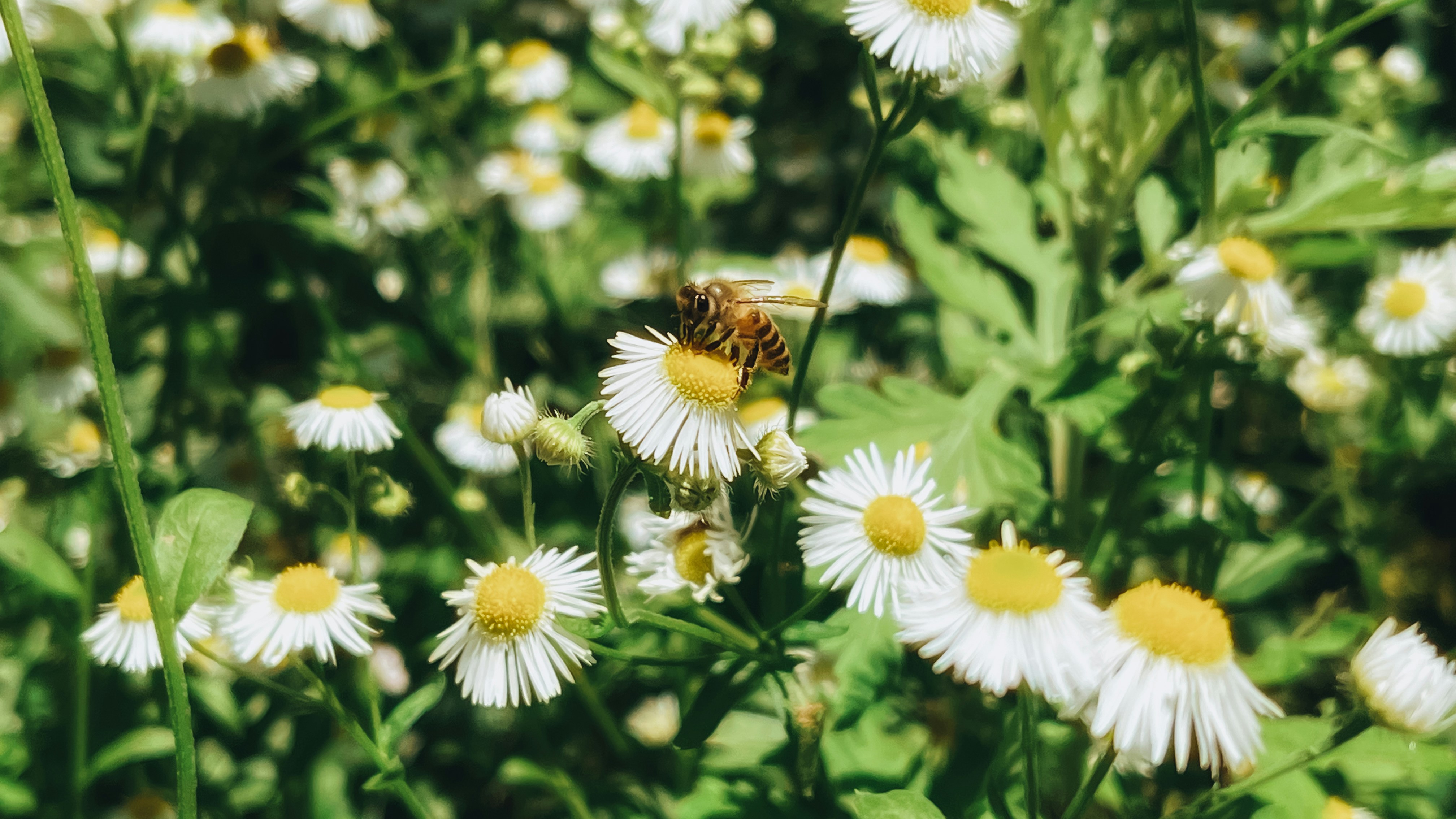 A bee sitting on a flower in a field photo Free Flower Image on Unsplash
