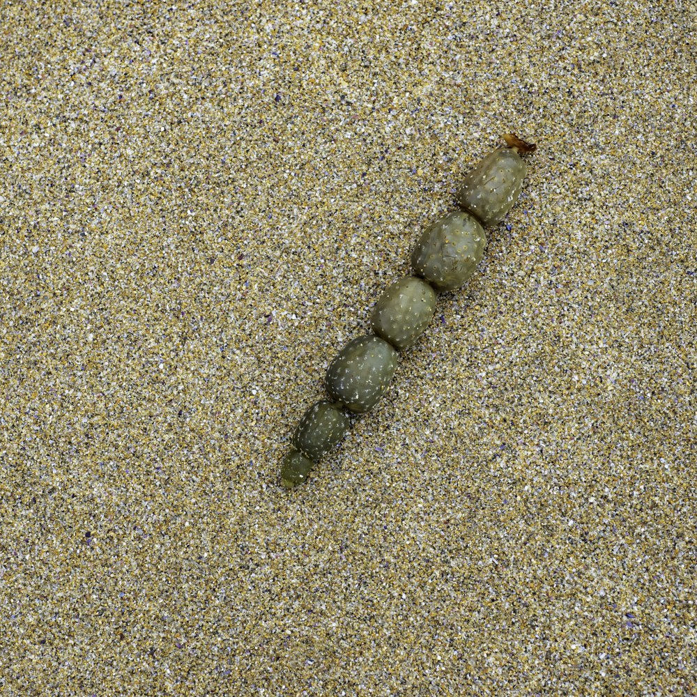 a caterpillar crawling on a sandy beach