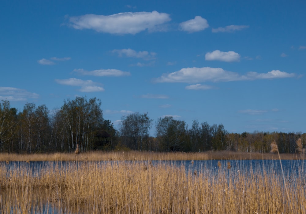 a body of water surrounded by tall grass and trees