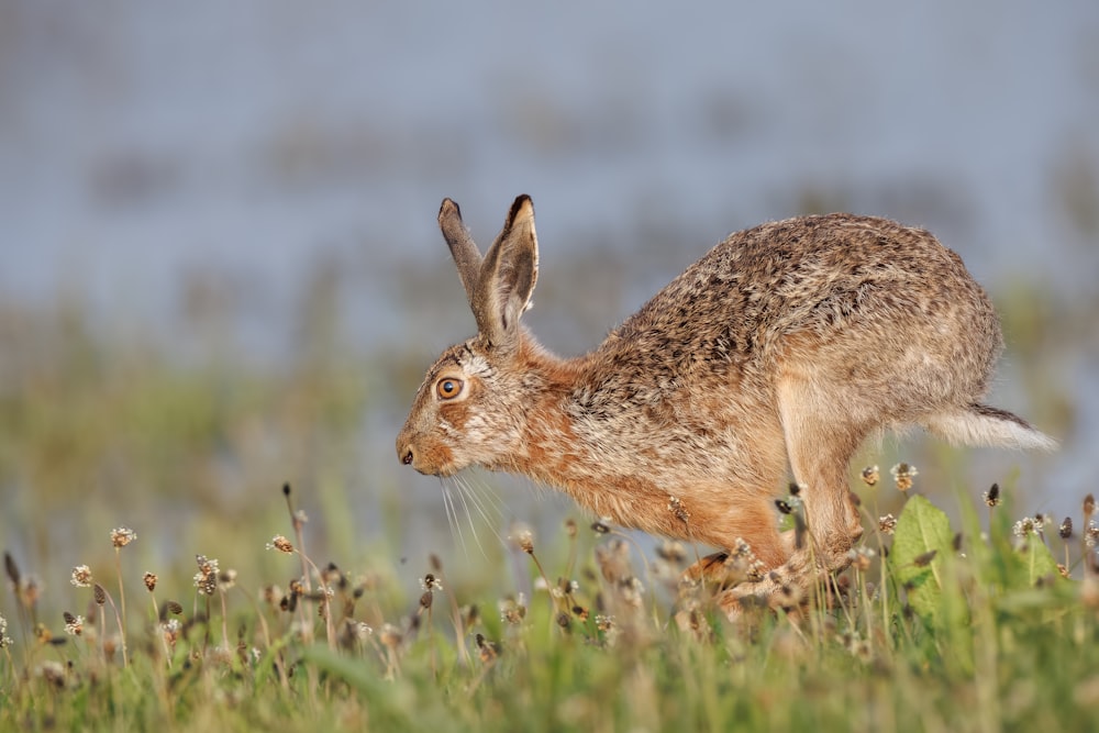 a brown rabbit running through a field of grass