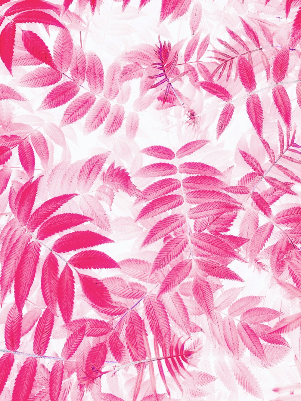 a close up of pink leaves on a white background