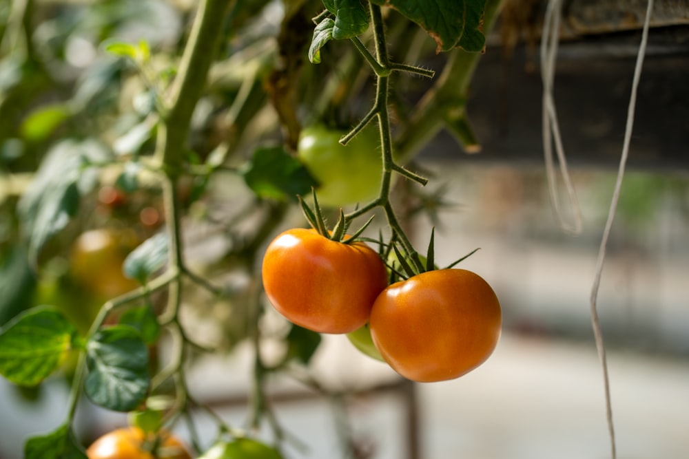 two tomatoes hanging from a plant in a greenhouse