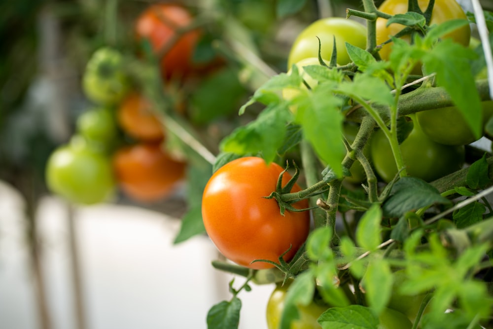 a bunch of tomatoes hanging from a plant