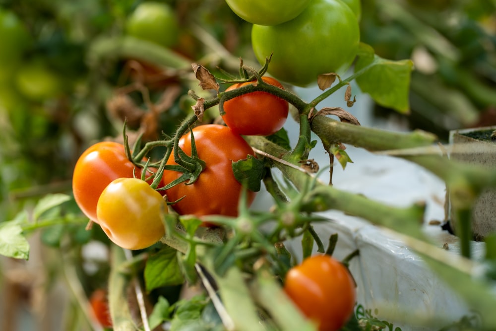 a bunch of tomatoes growing on a vine