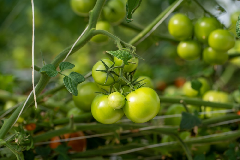 a bunch of green tomatoes growing on a plant