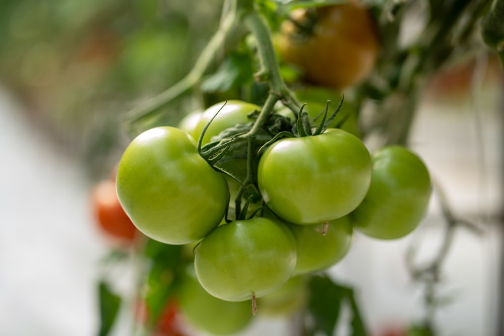 a bunch of green tomatoes hanging from a plant