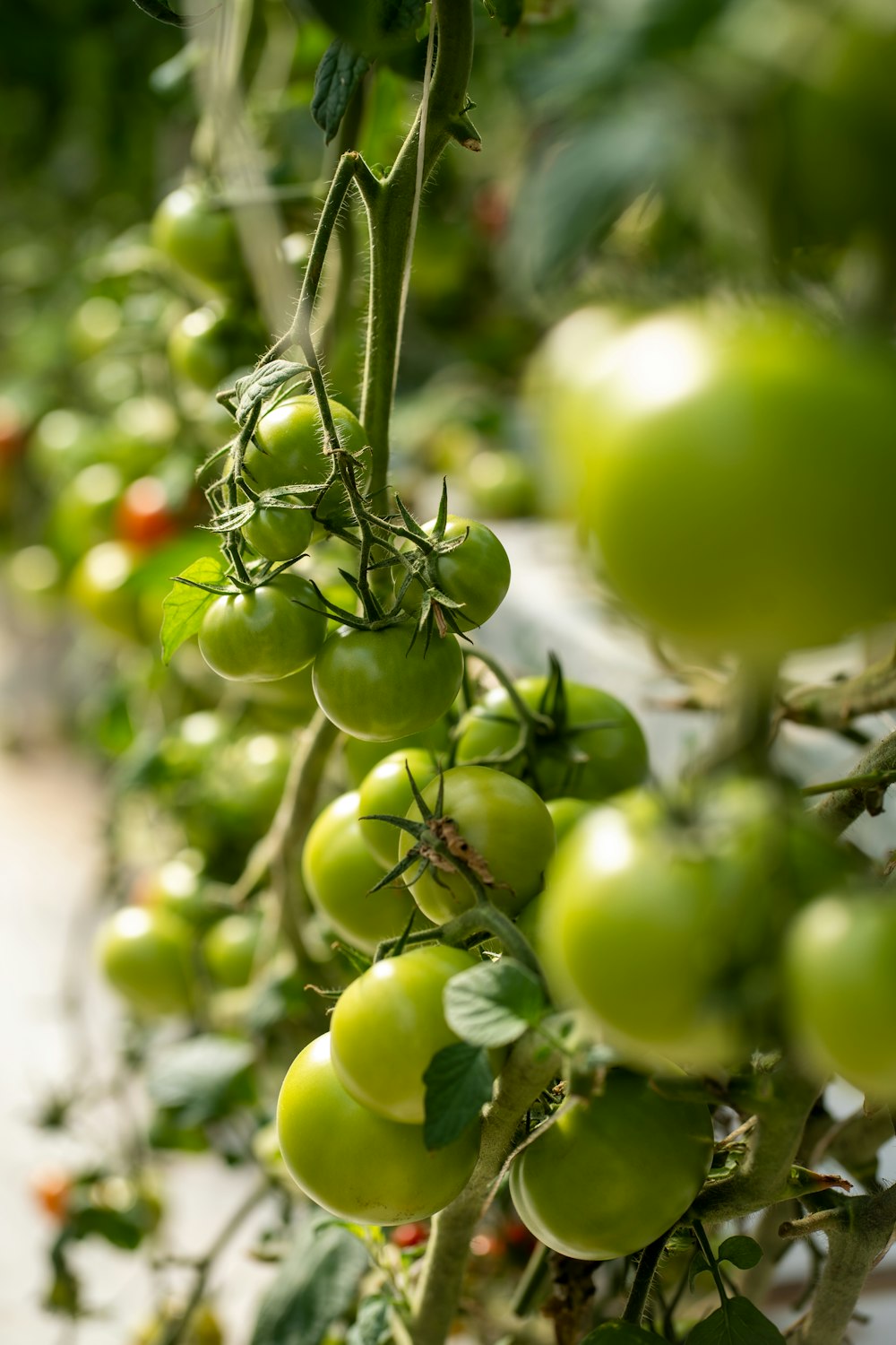 a bunch of green tomatoes growing on a vine