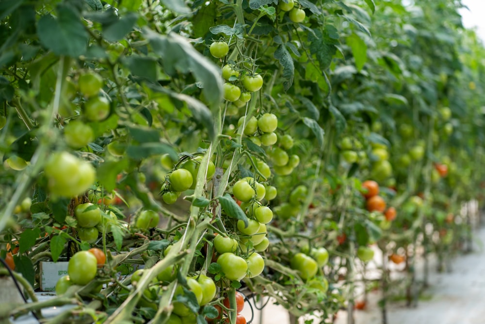 a row of tomatoes growing in a greenhouse