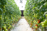 Workers carefully tending to rows of greenhouse tomatoes, highlighting year-round vegetable production.