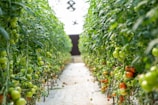 A greenhouse filled with rows of tomato plants, densely packed with green foliage and a mixture of unripe green and ripe red tomatoes. The pathway between the rows is clear, allowing for easy movement and maintenance.