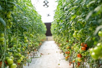 A modern greenhouse with rows of vibrant tomato plants under energy-efficient lighting.