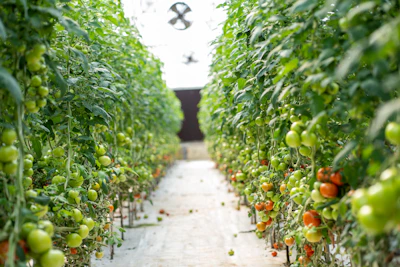 Workers carefully tending to rows of greenhouse tomatoes, highlighting year-round vegetable production.