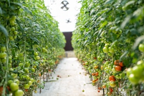 A greenhouse filled with rows of tomato plants, densely packed with green foliage and a mixture of unripe green and ripe red tomatoes. The pathway between the rows is clear, allowing for easy movement and maintenance.