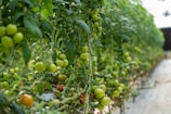Rows of lush tomato plants stretch endlessly inside a greenhouse, with clusters of green and some ripe red tomatoes hanging from the vines. The plants are supported by stakes and appear healthy and vibrant against the controlled indoor environment.