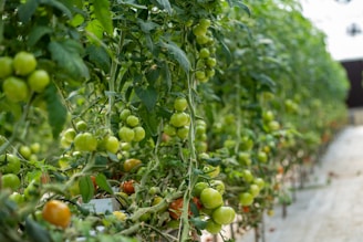 Rows of lush tomato plants stretch endlessly inside a greenhouse, with clusters of green and some ripe red tomatoes hanging from the vines. The plants are supported by stakes and appear healthy and vibrant against the controlled indoor environment.