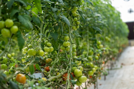 Rows of lush tomato plants stretch endlessly inside a greenhouse, with clusters of green and some ripe red tomatoes hanging from the vines. The plants are supported by stakes and appear healthy and vibrant against the controlled indoor environment.