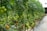 Rows of lush tomato plants stretch endlessly inside a greenhouse, with clusters of green and some ripe red tomatoes hanging from the vines. The plants are supported by stakes and appear healthy and vibrant against the controlled indoor environment.