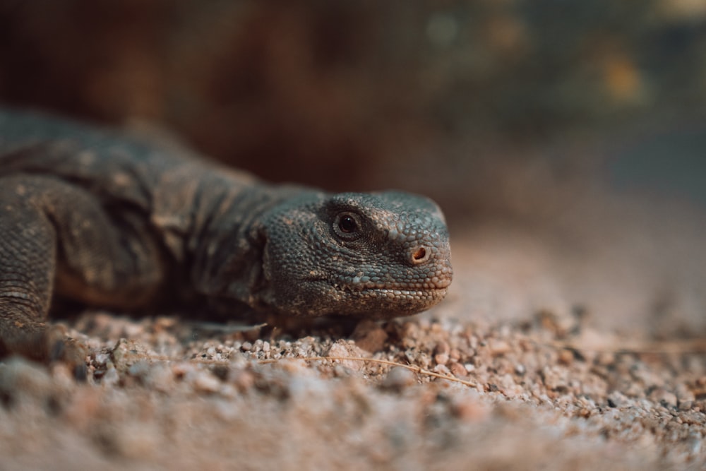 a close up of a lizard on the ground