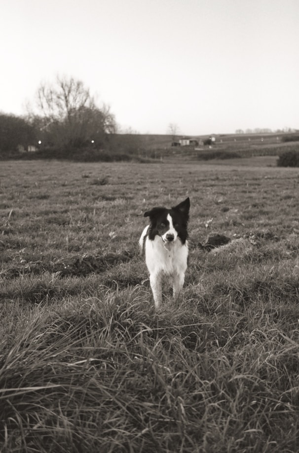 Comportementalisme Chien Paris