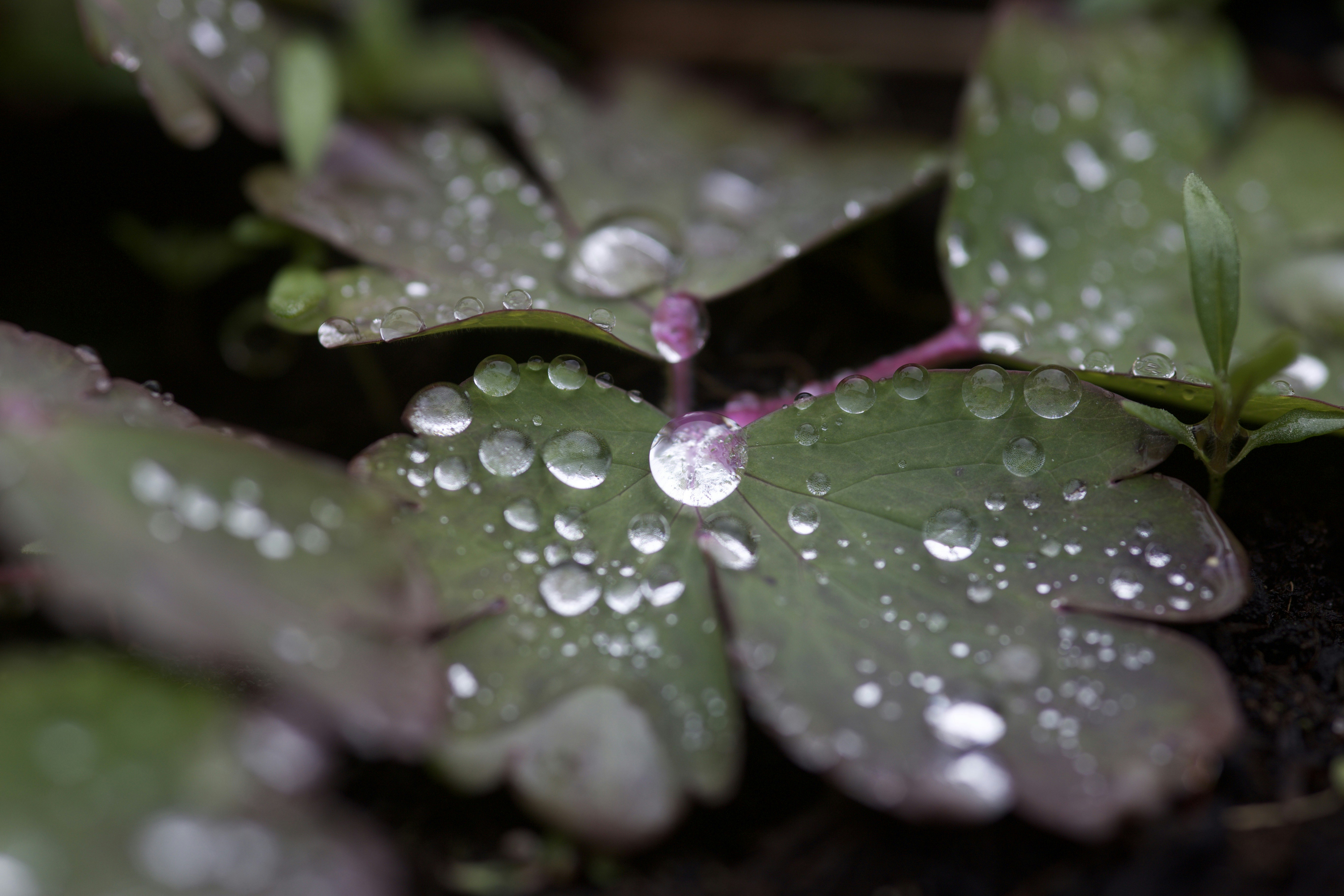 Photo by the_green_sanctuary