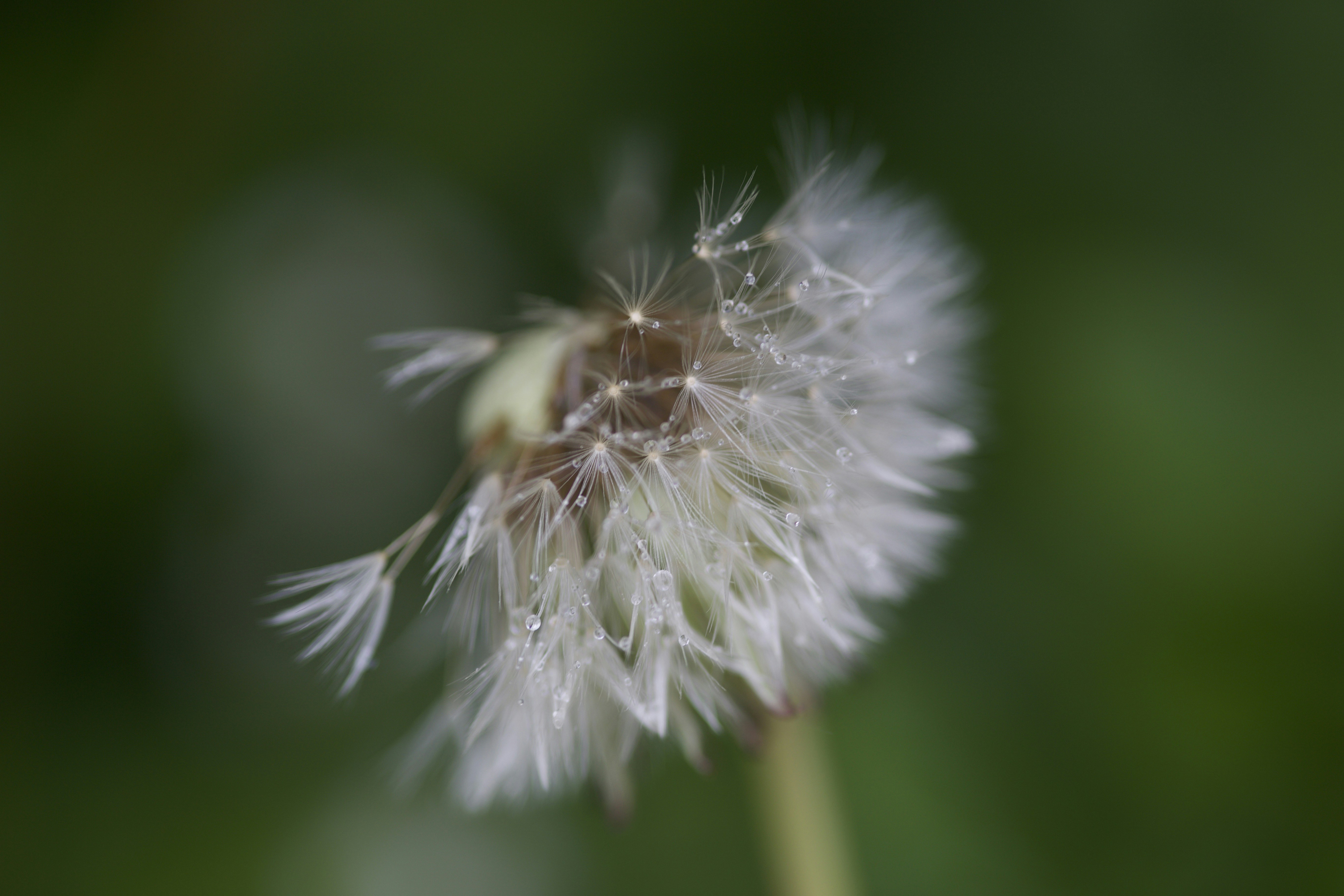 Photo by the_green_sanctuary