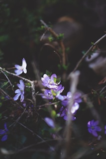 A mystical and spiritual setting with soft violet and golden colors.