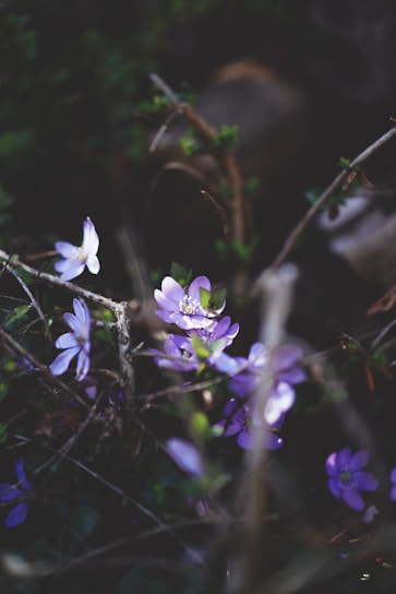 A mystical and spiritual setting with soft violet and golden colors.