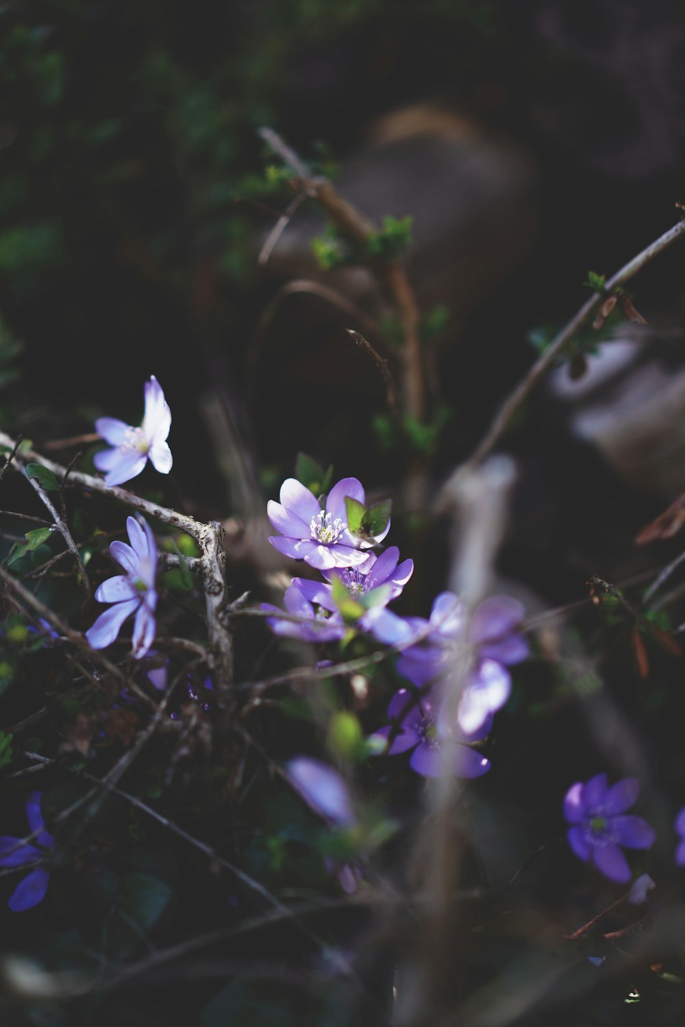 ein Strauß lila Blumen, die auf einem Baum sind