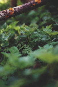 A close-up view of dense green foliage, with finely serrated leaves typical of nettles, creating a lush and vibrant green backdrop. Above the plants, a textured tree branch partially covered with vivid orange and yellow lichen adds a contrasting color and texture to the scene.