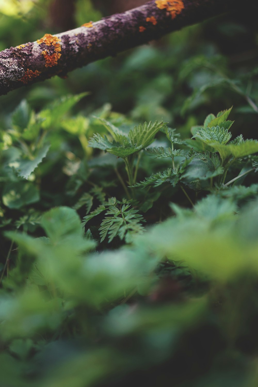 a close up of a tree branch with green leaves