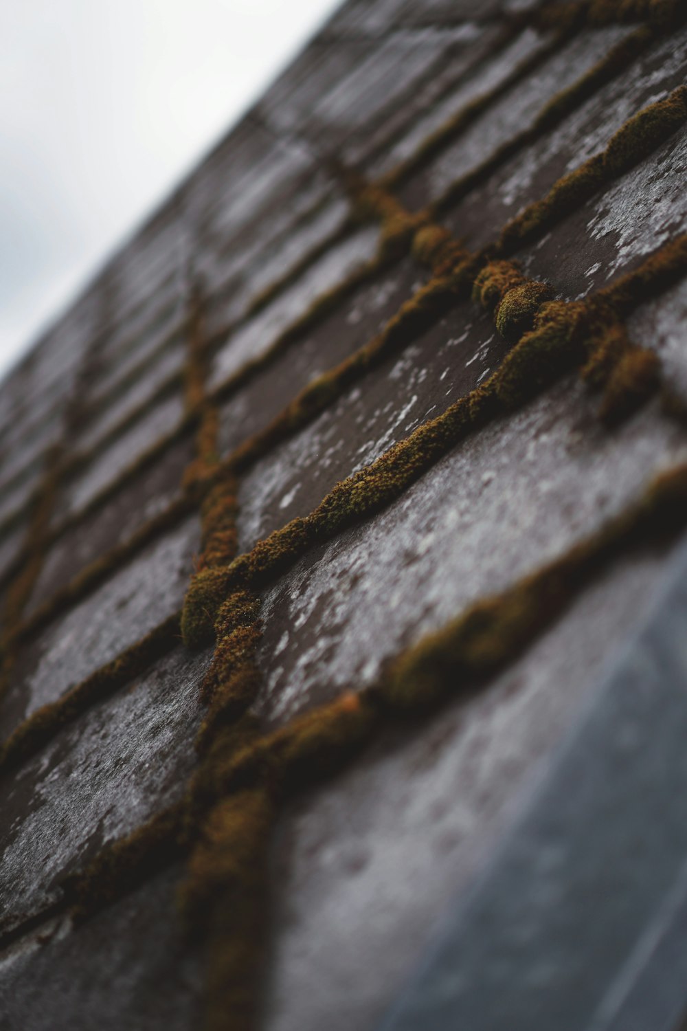 a close up of a roof with moss growing on it