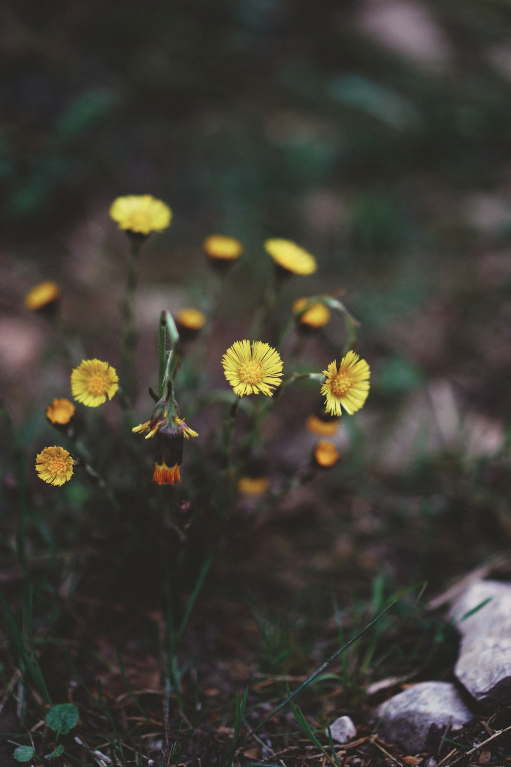 small yellow flowers growing out of the ground