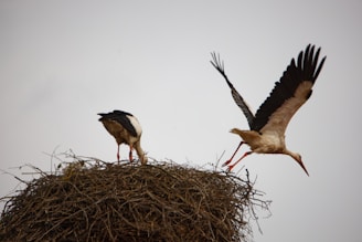 Two storks are present, one standing on a large nest made of twigs, while the other is captured mid-flight with its wings fully spread.