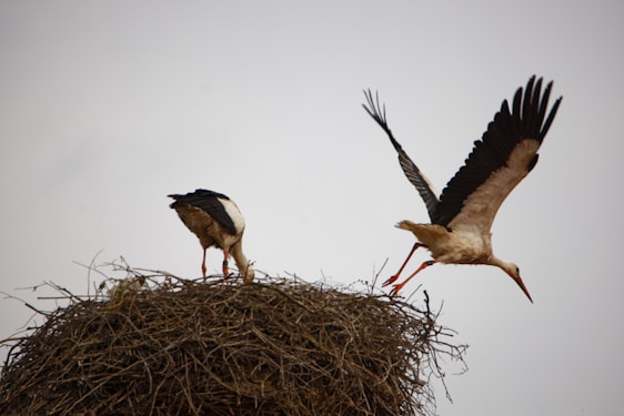 Two storks are present, one standing on a large nest made of twigs, while the other is captured mid-flight with its wings fully spread.