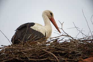 A stork with a long orange beak and predominantly white feathers rests on a nest made of interwoven sticks and twigs. The bird has black wings and is perched against a plain, light-colored sky.