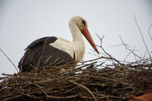 A stork with a long orange beak and predominantly white feathers rests on a nest made of interwoven sticks and twigs. The bird has black wings and is perched against a plain, light-colored sky.