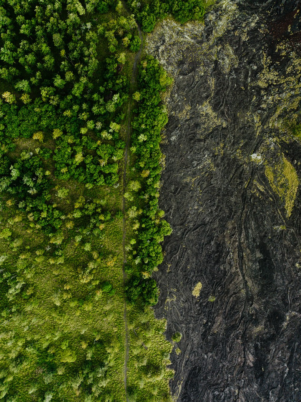 an aerial view of a lush green forest