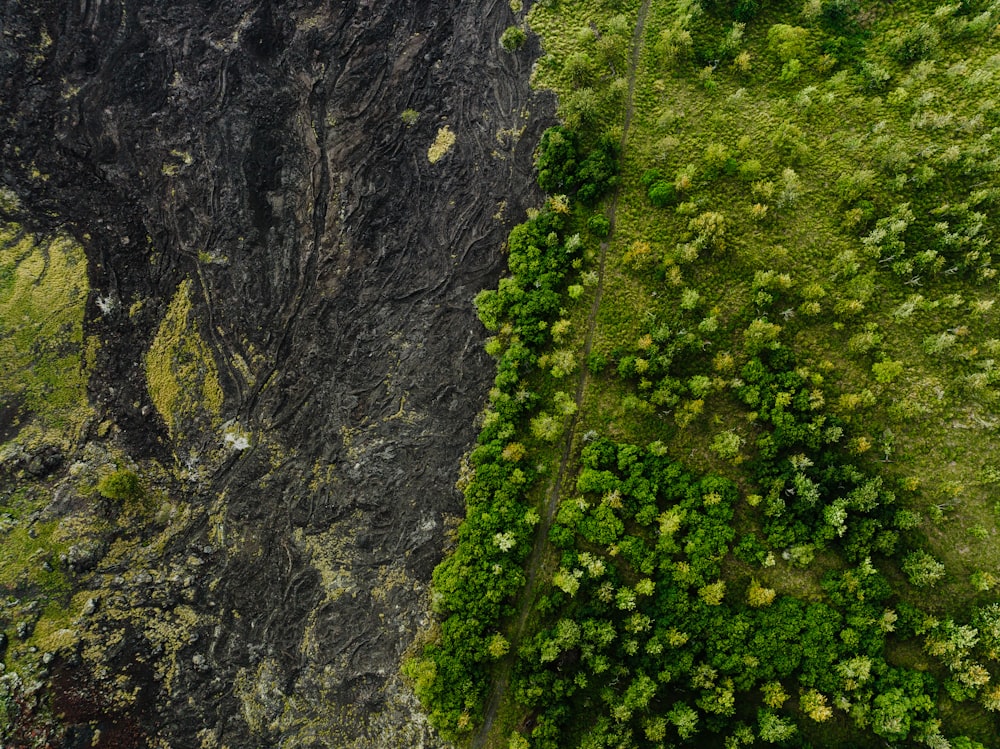 an aerial view of a lush green forest