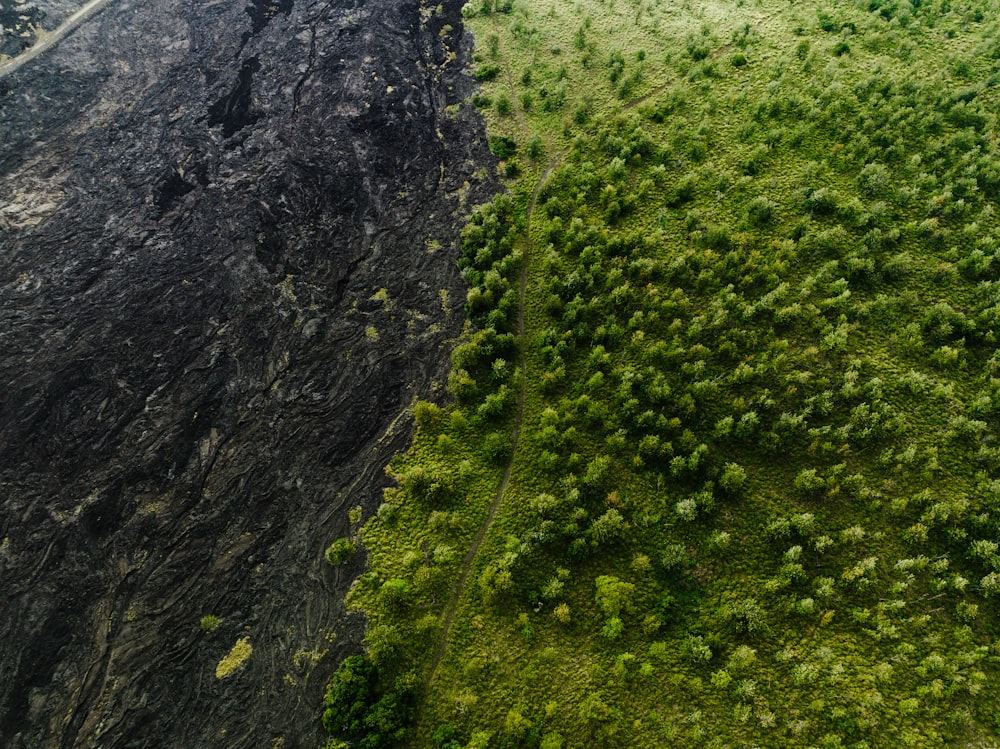 an aerial view of a lush green forest