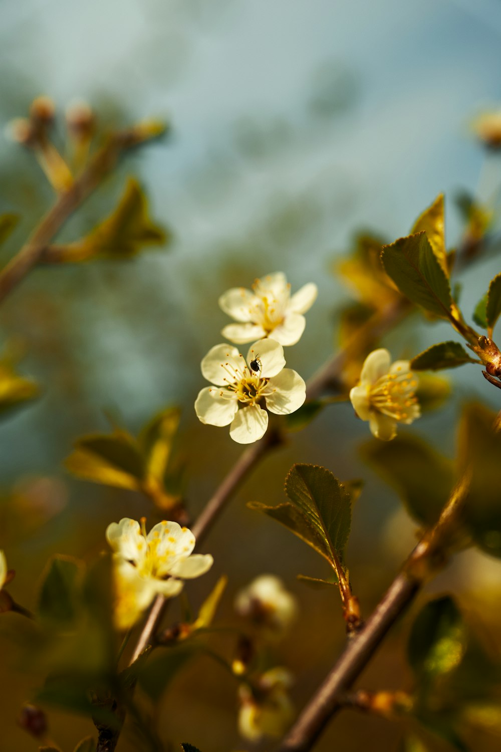 a branch of a tree with yellow flowers