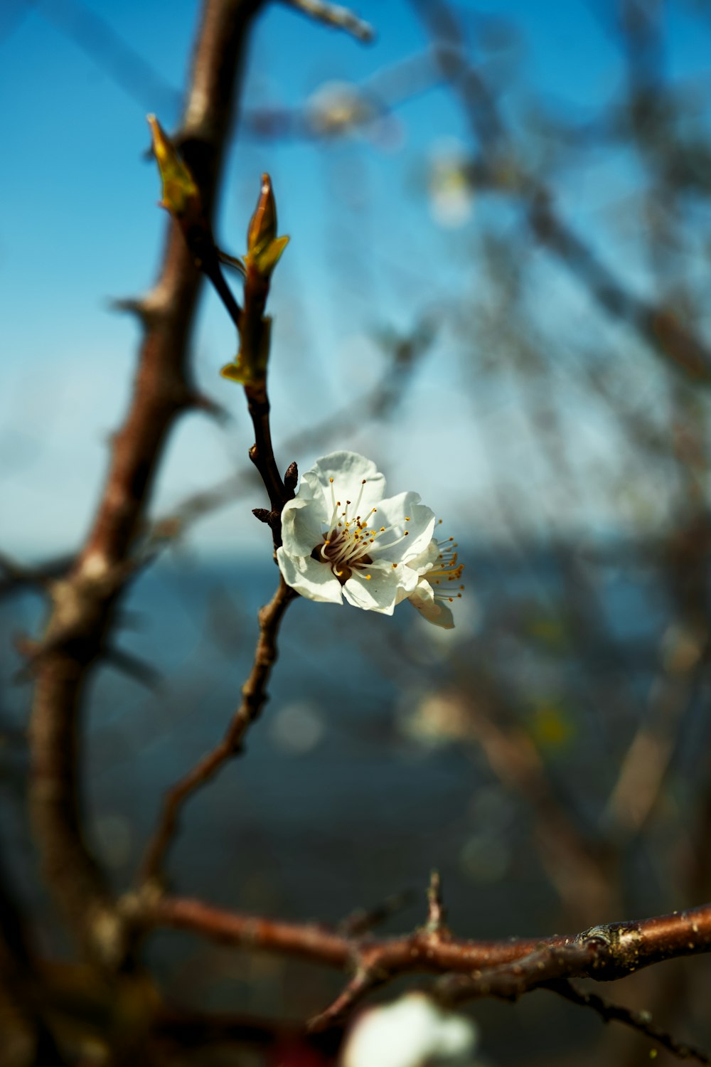 a white flower on a tree branch with water in the background