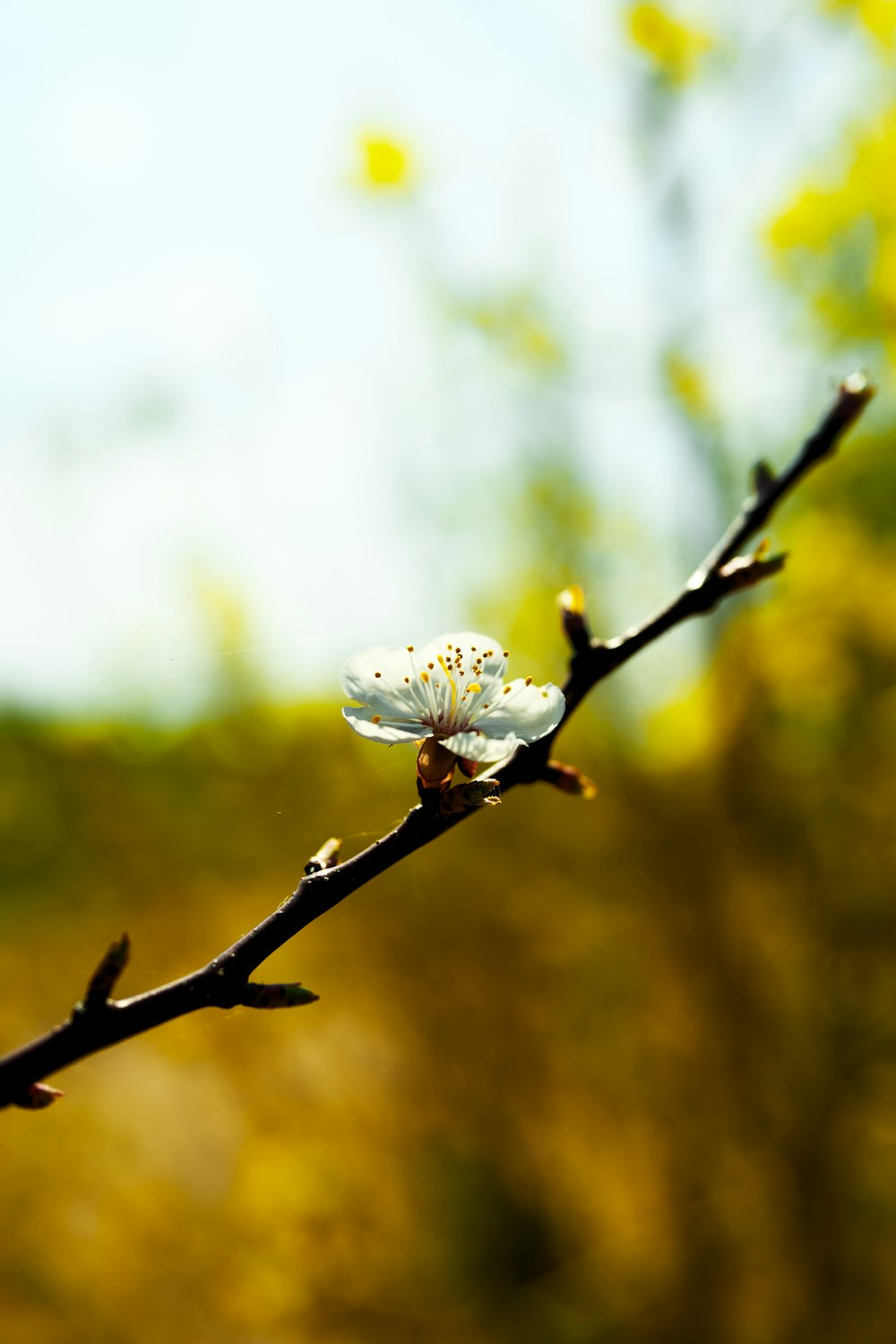 a small white flower on a tree branch