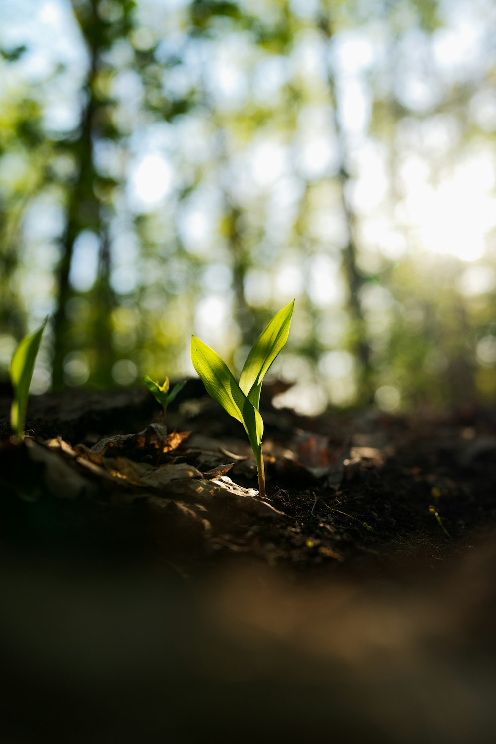 a small plant sprouts from the ground in a forest
