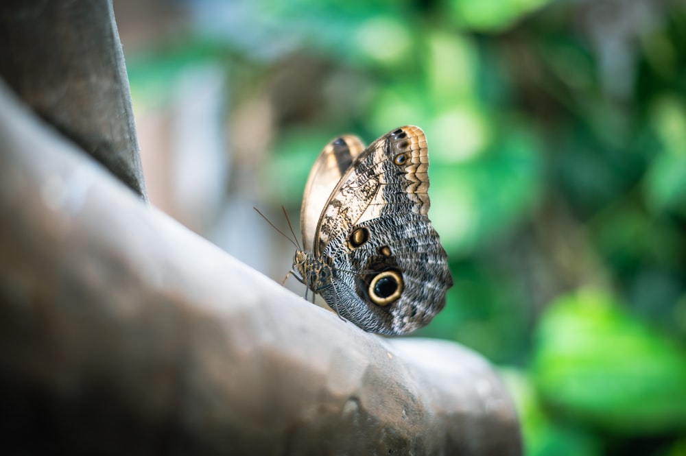 a close up of a butterfly on a branch