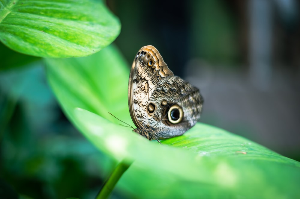 um close up de uma borboleta em uma folha