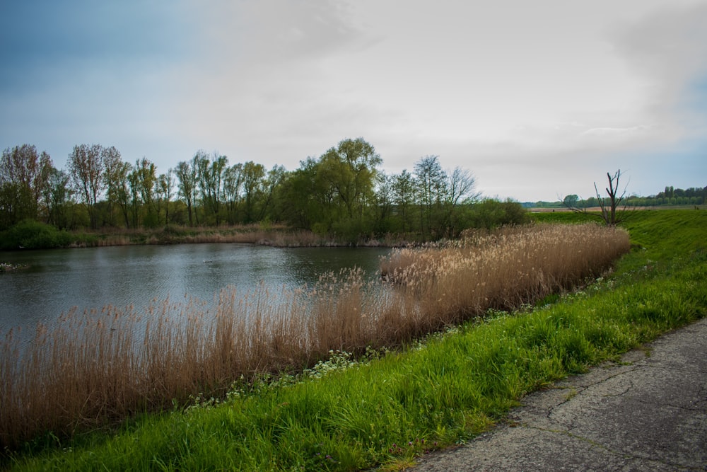 a body of water sitting next to a lush green field