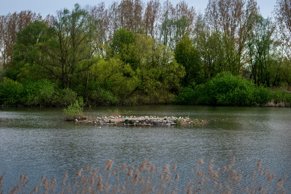 a group of birds sitting on a small island in the middle of a lake