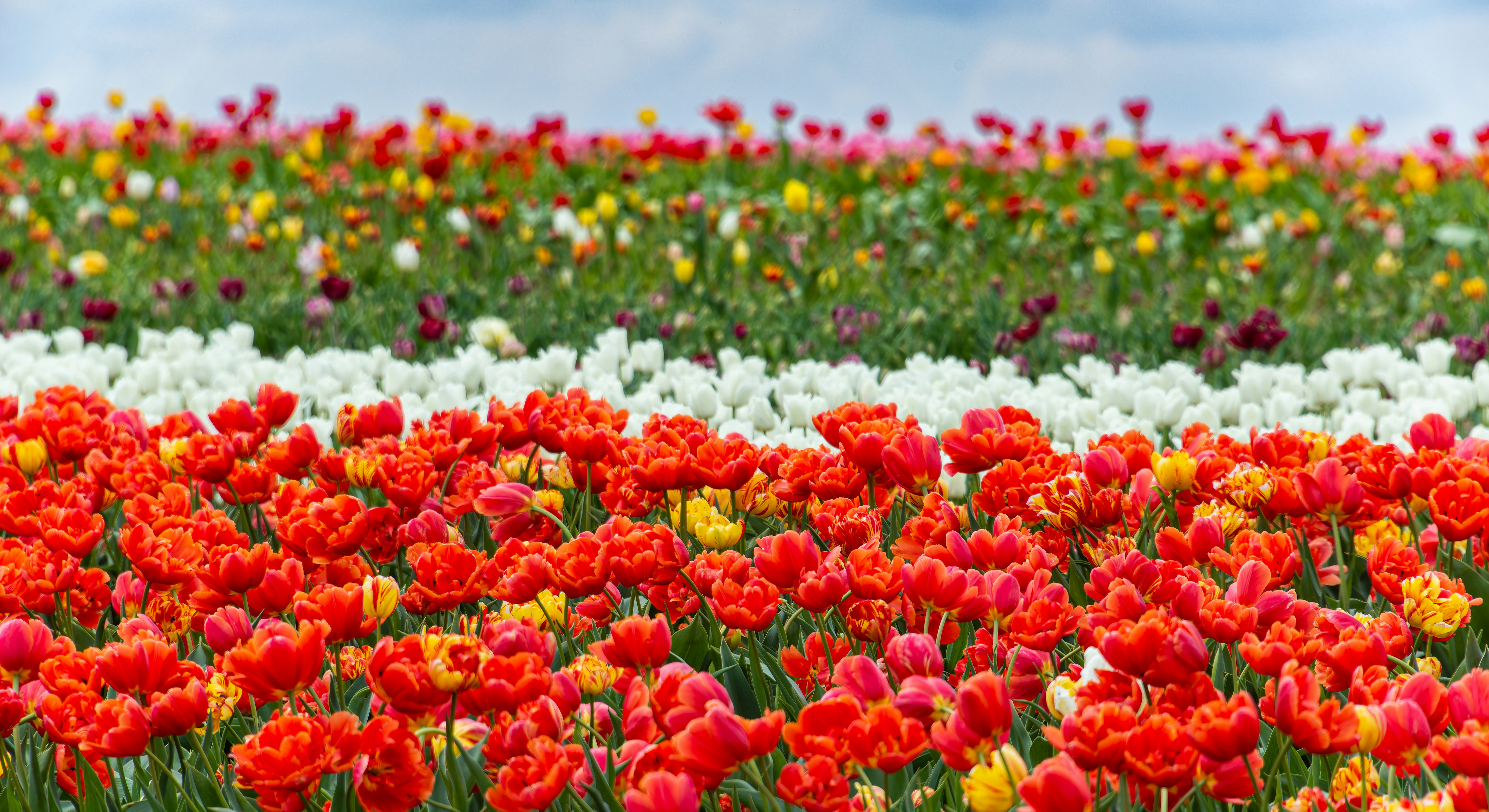 Ein Feld voller roter, weißer und gelber Blumen